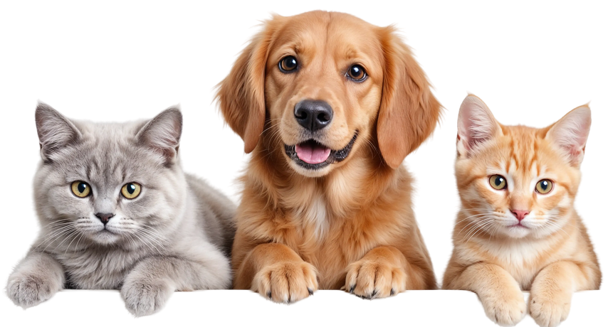 Dog and cats looking over the card